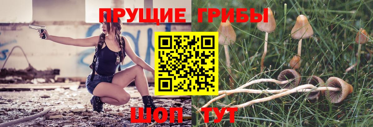 Советск  Галлюциногенные грибы Psilocybine cubensis  Вход с VPN 